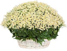 Цветочная композиция из Ромашки в корзине #REPLACE_PRED# Перевицкий Торжок